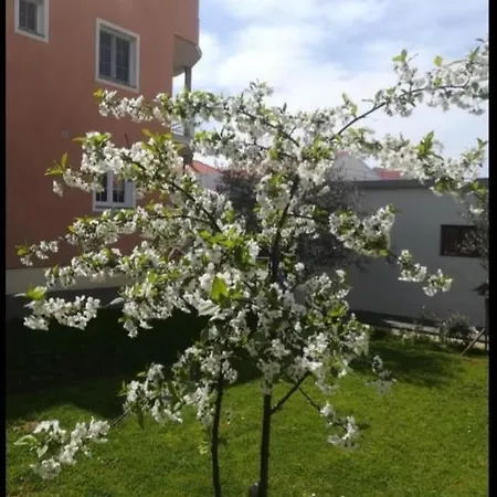 & Flower * Bibinje